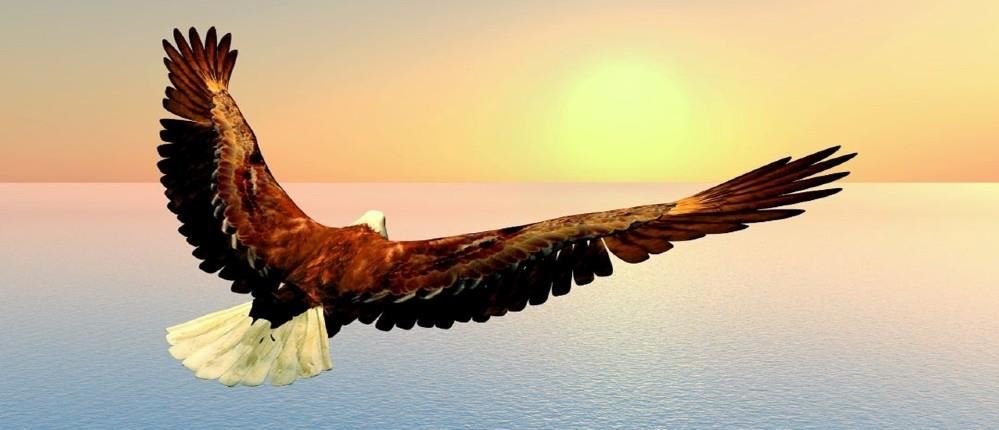 Flying Eagle